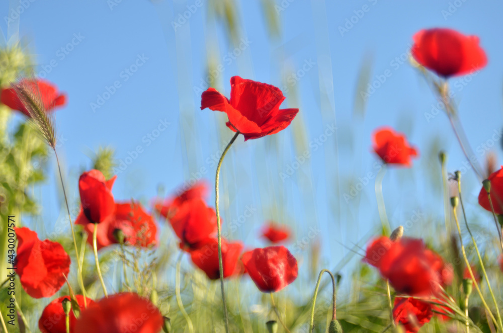 Fototapeta premium Campo di papaveri