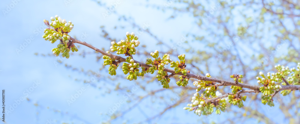 White flowers and green buds with leaves on a cherry branch against the background of the sky, panorama of nature in spring White flowers and green buds with leaves on a cherry branch against the background of the sky, panorama of nature in spring