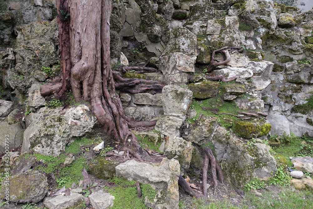 Arbre avec des racines dans les rochers