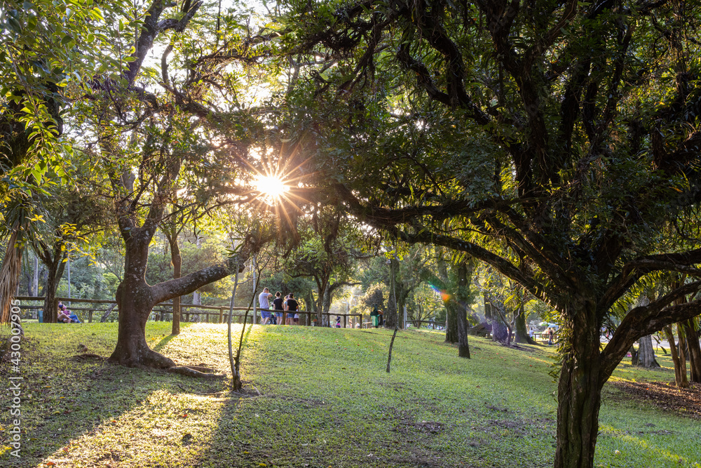 Naklejka premium Natureza exuberante do parque Ibiraquera em São Paulo. Arvores e vegetação.