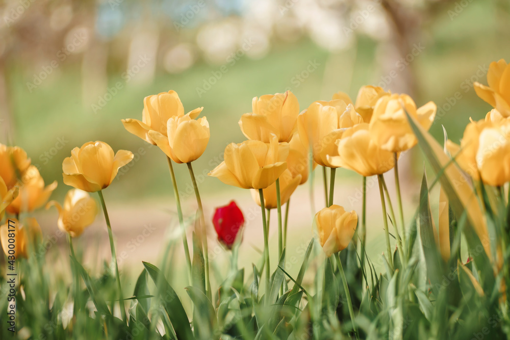 Flower tulips background. Beautiful view of yellow and red tulips under sunlight landscape at the middle of spring or summer Flower tulips background. Beautiful view of yellow and red tulips under sunlight landscape at the middle of spring or summer