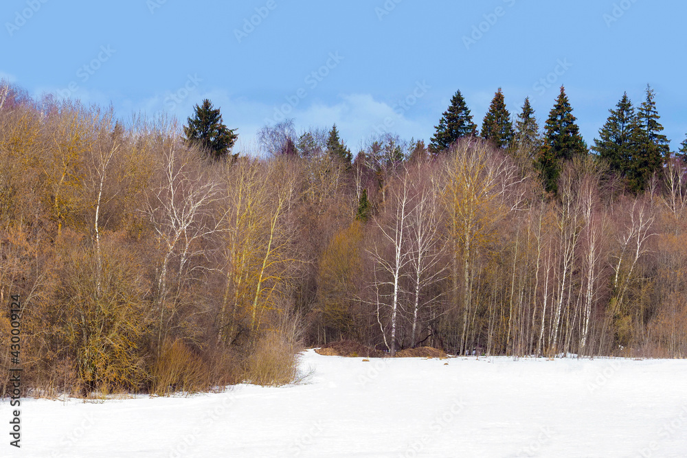 Thawed snow along the edge of forest in early spring landscape. Forest edge Thawed snow along the edge of forest in early spring landscape. Forest edge