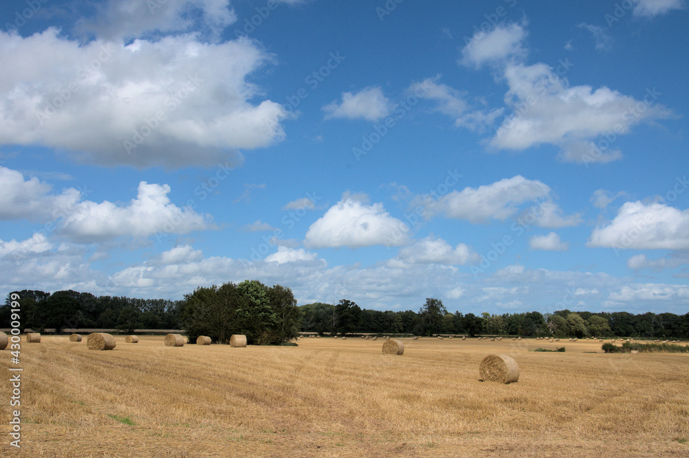 Hay bales in the summertime field