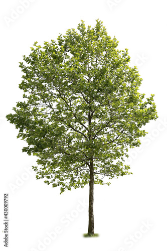 American Sycamore tree  a species of Plane Tree  isolated on white background