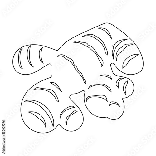 Ginger vector outline icon. Vector illustration root on white background. Isolated outline illustration icon of ginger .