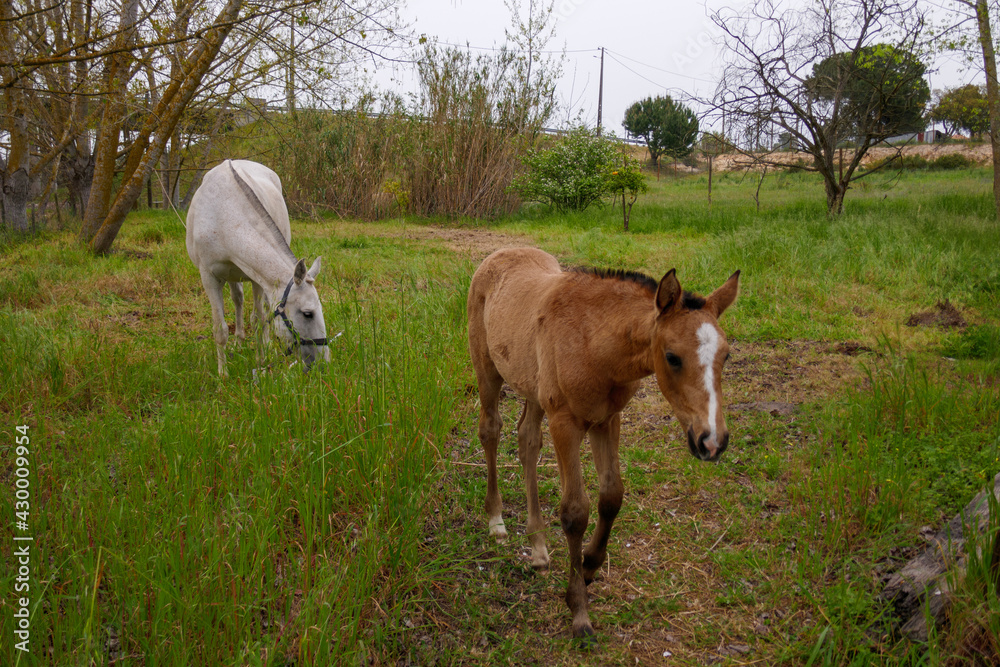 Brown colt eating near its white mum. Young baby horse on a field. Foal, bucko. Brown colt eating near its white mum. Young baby horse on a field. Foal, bucko.