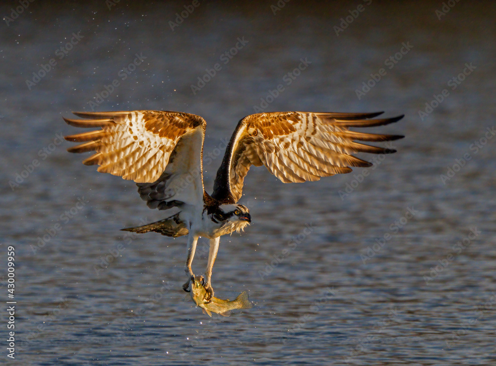 Fototapeta premium Last Light Last Fish - an osprey gets its last fish just before the sun sets. 