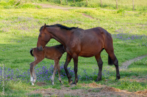 Brown colt eating near its mum. Young baby horse on a field. Mother and son