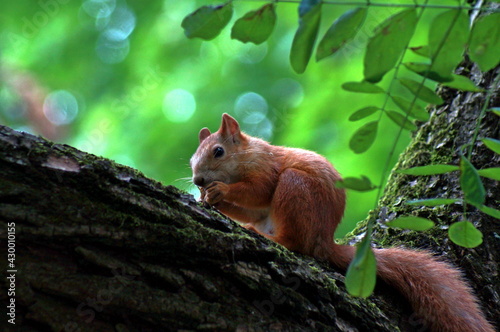 squirrel on a tree