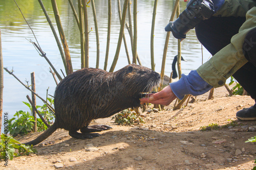 animal, beaver rat, body length, body shape, brown, carrot, coypu, europe, european, fauna, floodplain, food muskrat, friendly, germany, green, habitat, lake, lawn, marsh rabbit, myocastor coypus, nat photo