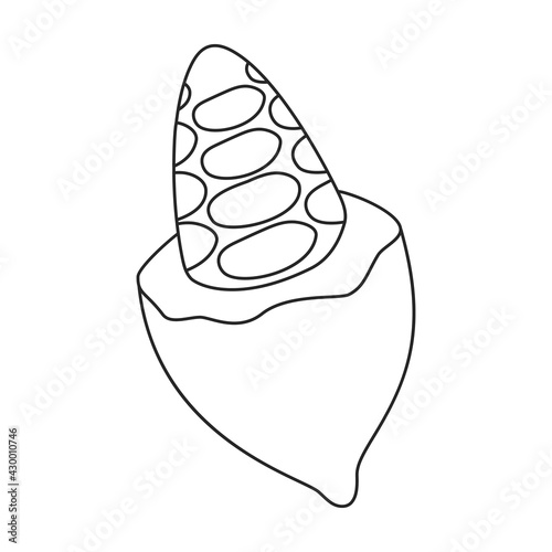 Cocoa bean vector outline icon. Vector illustration cacao on white background. Isolated outline illustration icon of cocoa bean .