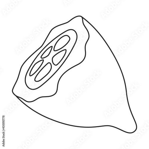Cocoa bean vector outline icon. Vector illustration cacao on white background. Isolated outline illustration icon of cocoa bean .