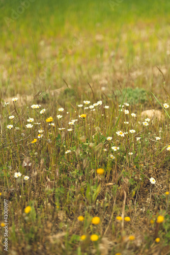 Wild daisies in a springtime field