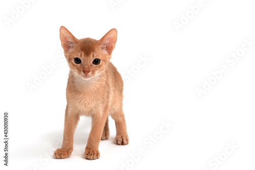 Abyssinian ginger cat stands on a white background