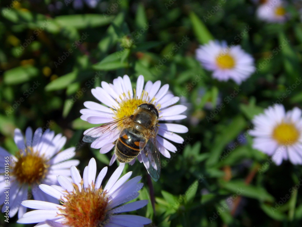 bee on a daisy bee on a daisy