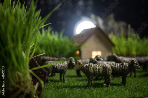 Photography Sheep in the farm