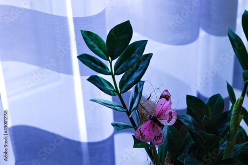 An indoor zamia plant with a fake pink butterfly in front of a curtain (Pesaro, Marche, Italy) photo