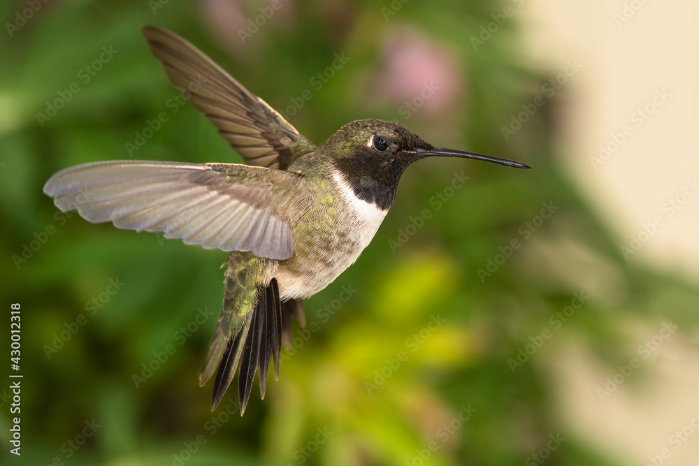Black-Chinned Hummingbird Searching for Nectar in the Green Garden Black-Chinned Hummingbird Searching for Nectar in the Green Garden