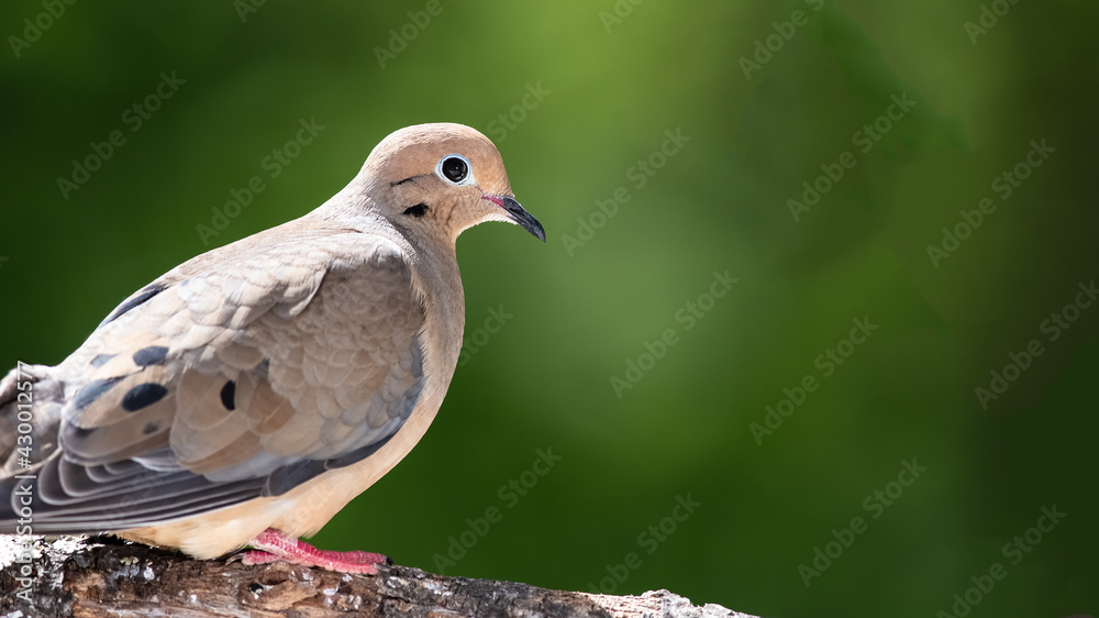 Curious Mourning Dove Perched in a Tree Curious Mourning Dove Perched in a Tree