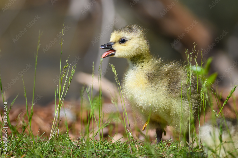 Newborn Goslings Learning to Complain, Argue, Scrabble and Squawk Newborn Goslings Learning to Complain, Argue, Scrabble and Squawk