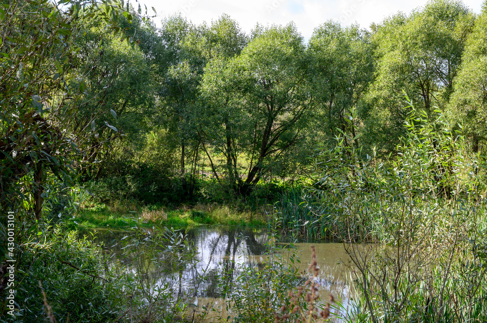 Village pond, Zaitsevo, Rzhev district, Tver region, Russian Federation, September 19, 2020 Village pond, Zaitsevo, Rzhev district, Tver region, Russian Federation, September 19, 2020
