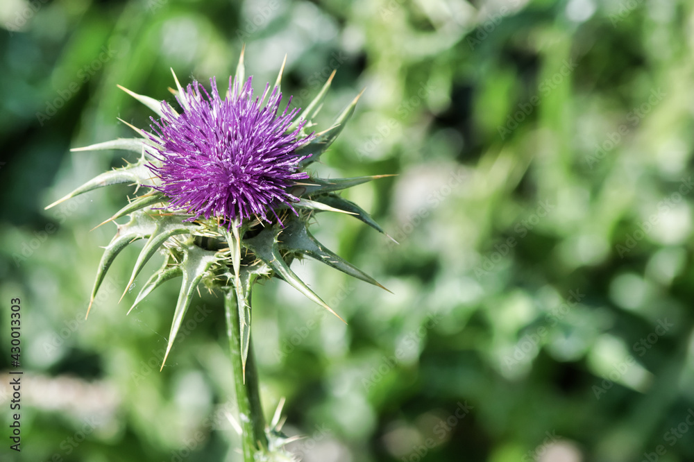 Hermoso cardo mariano, silybum marianum durante la primavera Hermoso cardo mariano, silybum marianum durante la primavera