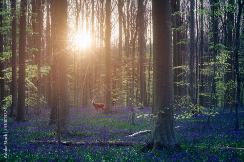 A deer into the enchanted blue forest at sunrise . Hallerbos, Belgium. The bluebells, which bloom around mid-April, create a beautiful purple carpet