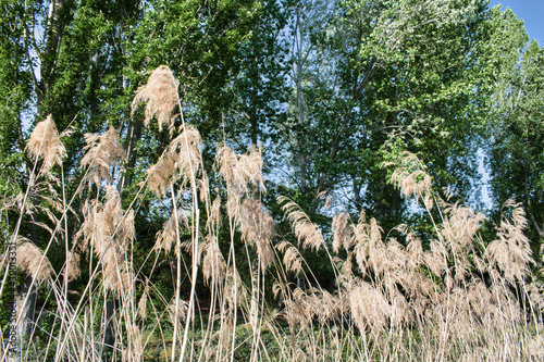 Hierba alta perenne Austroderia richardii en la ribera del río Pisuerga, provincia de Valladolid photo