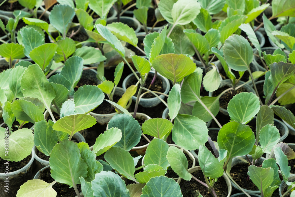 Young sprouts of cabbage seedlings in greenhouse Young sprouts of cabbage seedlings in greenhouse