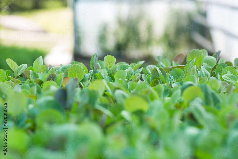 Young sprouts of cabbage seedlings in greenhouse Young sprouts of cabbage seedlings in greenhouse
