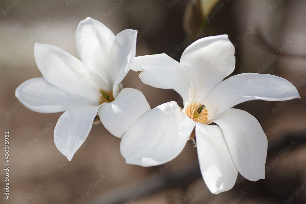Obraz premium blooming magnolia flowers on a green background