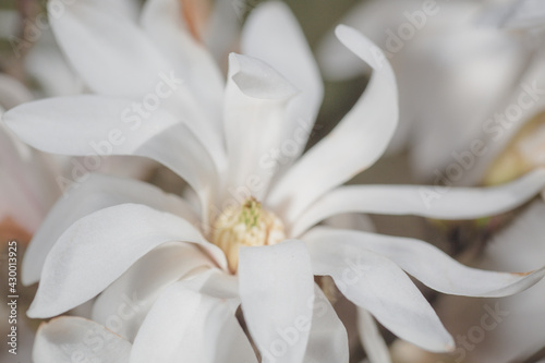 blooming magnolia flowers on a green background