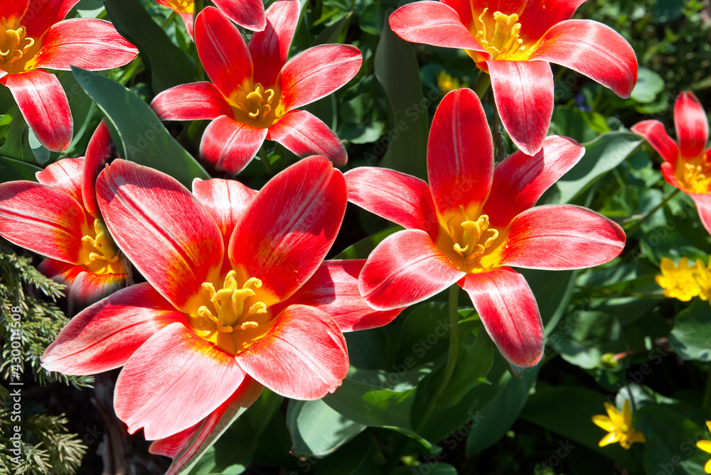 Kaufman tulip flowers