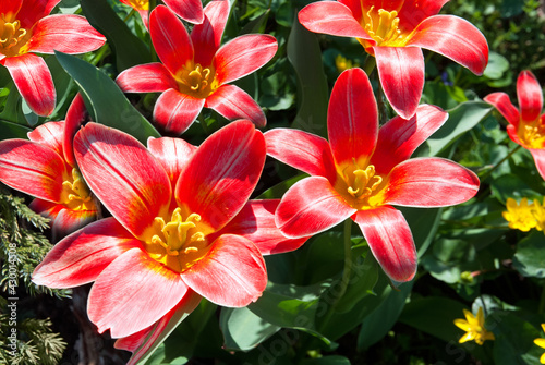 Kaufman tulip flowers