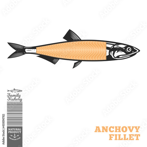 Vector anchovy fish illustration with fillet part