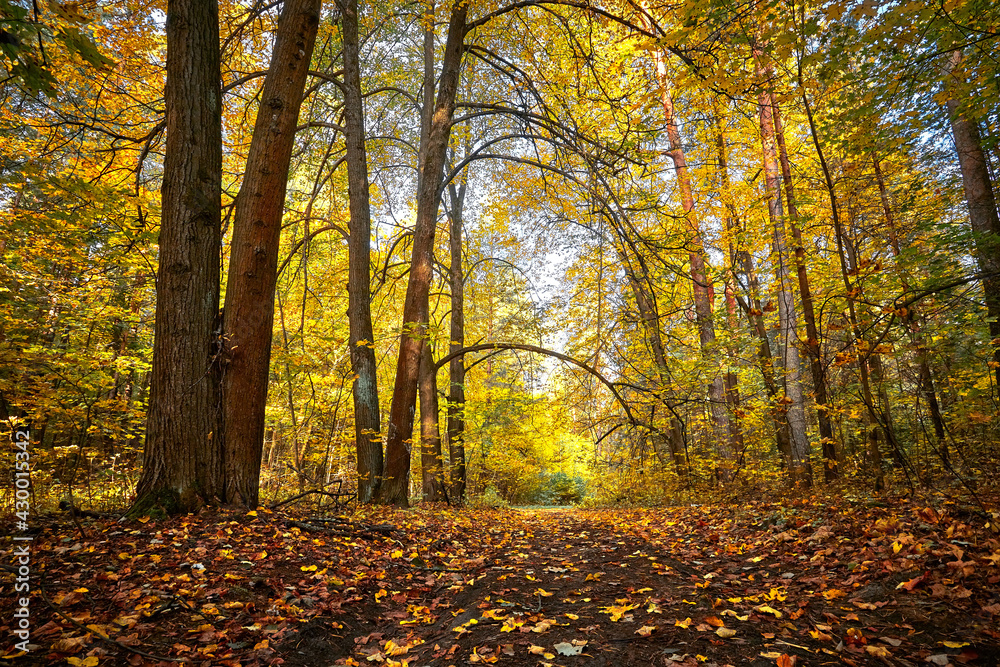 Autumn golden forest. Park recreation area. Autumn in Russia.