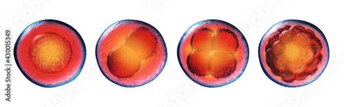 Early stages of embryonic development (embryogenesis) isolated on white. Fertilized egg, 2-cell,4-cell and morula. Cell division (cleavage) and embryo formation. photo