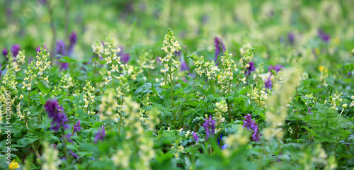 wld flower meadow photo