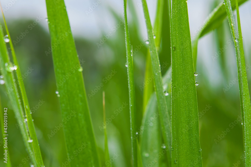 Dew drops on green grass. A close look. Dew drops on green grass. A close look.