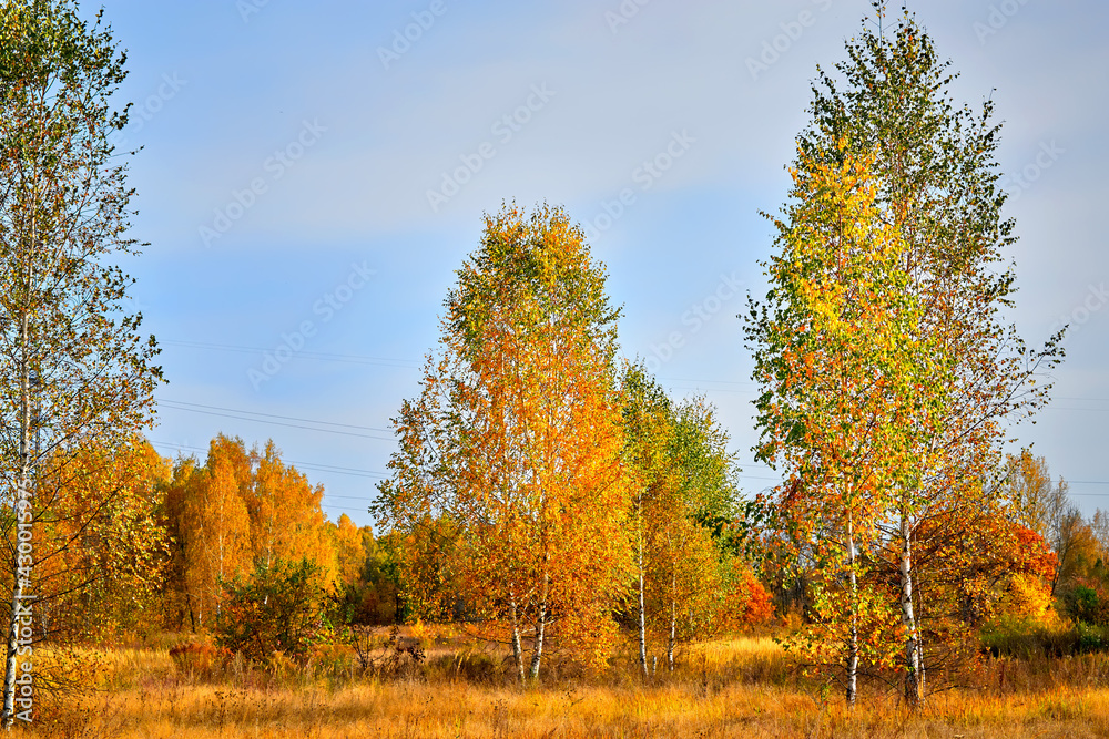 Fototapeta premium Autumn landscape. Beautiful sunny autumn day. Golden woods and blue sky.