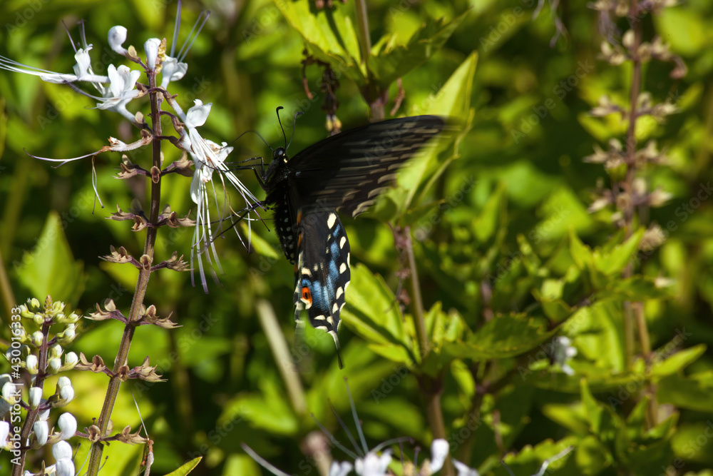 Butterfly pollenating the flowers Butterfly pollenating the flowers