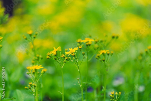 yellow flowers in a field