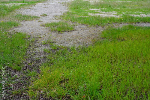 Grün bewachsene Brachlandschaft in Berlin