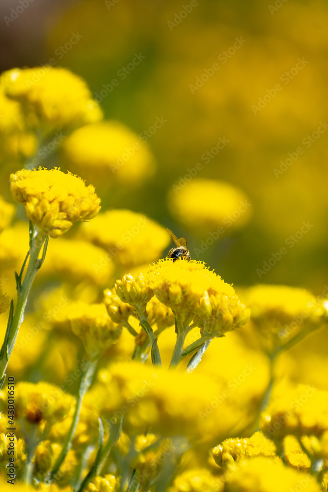 Close-up shot of Shrubby Everlasting (Helichrysum stoechas) Close-up shot of Shrubby Everlasting (Helichrysum stoechas)