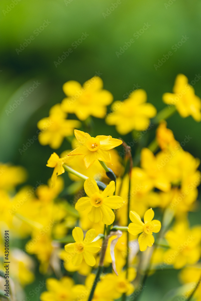 Fototapeta premium tiny yellow daffodils in Spring