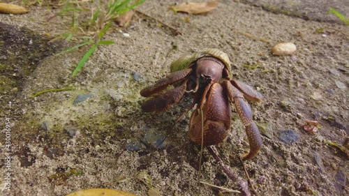 4K close up and slow motion video clip of giant claw and red hermit crab walking in the forest near the beach shows the bountiful environment for ecological animals which are needed to be preserved.  photo