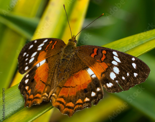 La mariposa monarca es una especie de lepidóptero ditrisio de la familia Nymphalidae, superfamilia Papilionoidea. Es quizás la más conocida de todas las mariposas de América del Norte. Desde el siglo  photo