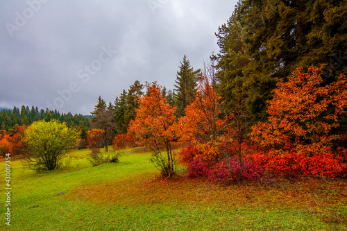 Autumn colors at rainy day in Savsat of Turkey