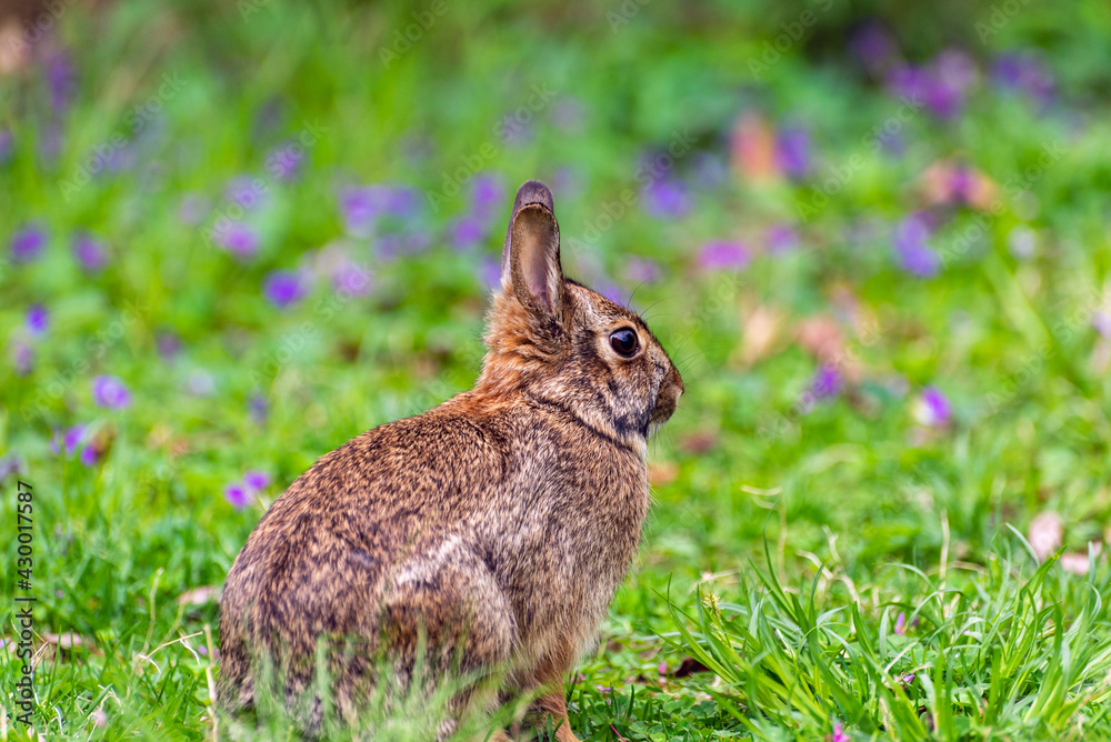 rabbit in the grass rabbit in the grass
