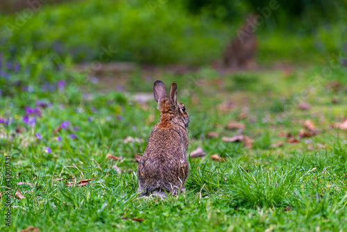 two rabbits in the garden © Amy Buxton
